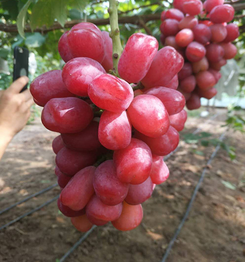 浪漫紅顔